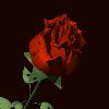 thumb_Blumen-Gifs-309[1].gif